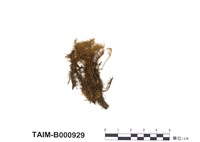 藏品(曲尾苔)的圖片